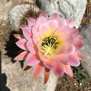 Meet your Posher, Ellie